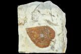 Fossil Leaf (Morus) - Montana #105229-1